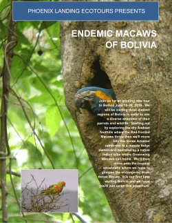 endemic macaws of bolivia