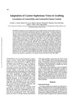 Adaptation of Canine Saphenous Veins to Grafting