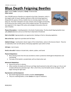 Blue Death Feigning Beetles