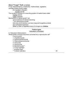 About "Fungal" Thalli- a review: Fungi characterized by a distinctive