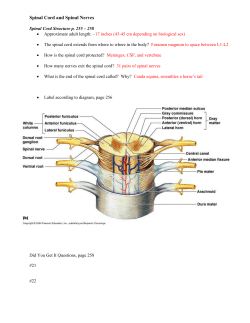 Spinal Nerves (p - Lemon Bay High School