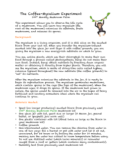 The Coffee-Mycelium Experiment