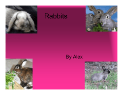 Rabbits - VillageWiki
