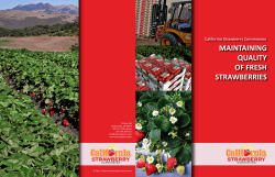 Best Handling Practices for Fresh Strawberries