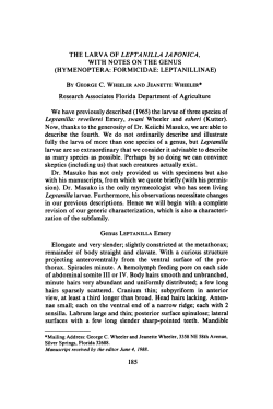 the larva of leptanilla japonica, with notes on the genus