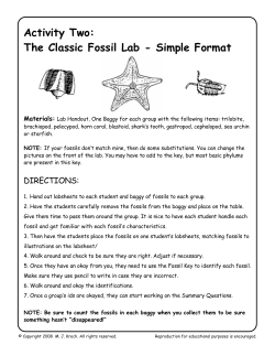 The Classic Fossil Lab