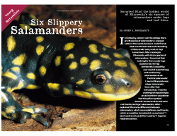 Salamanders - Minnesota DNR