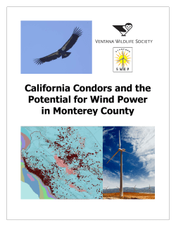 California Condors and the Potential for Wind Power in Monterey