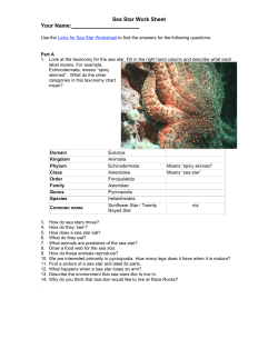 Sea Star Work Sheet Your Name
