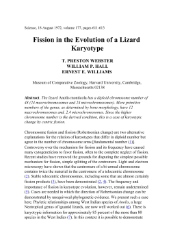 Fission in the Evolution of a Lizard Karyotype Abstract
