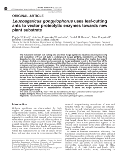 Leucoagaricus gongylophorus uses leaf-cutting ants to