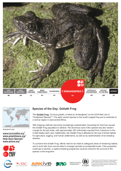 Species of the Day: Goliath Frog