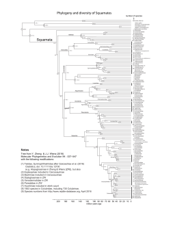 Combining phylogenomic and supermatrix approaches, and a time