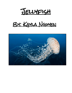 Jellyfish