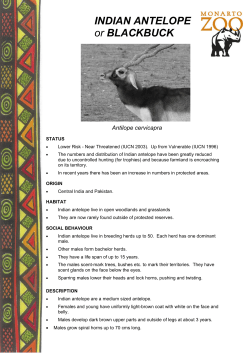 INDIAN ANTELOPE or BLACKBUCK