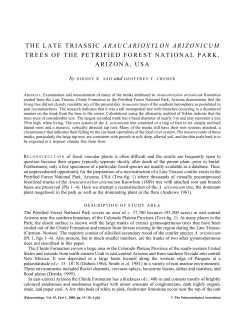 The Late Triassic Araucarioxylon Arizonicum trees of the Petrified