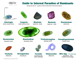 Guide To Internal Parasites Of Ruminants