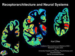 Cytoarchitecture of the human cerebral cortex