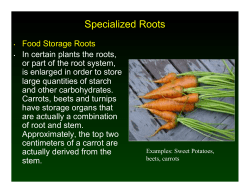 Specialized Roots