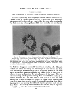 PINOCYTOSIS BY MALIGNANT CELLS Pinocytosis (drinking) by