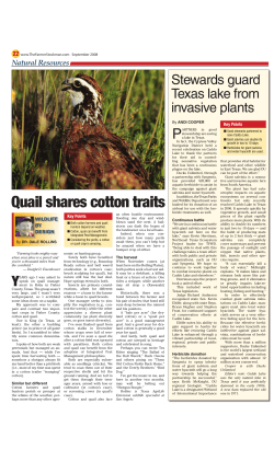 Quail shares cotton traits - Farm Progress Issue Search Engine