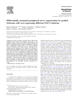 Differentially promoted peripheral nerve regeneration by grafted