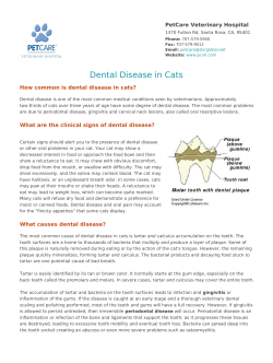 Dental Disease in Cats - PetCare Veterinary Hospital