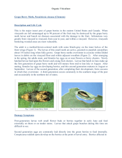 Organic Viticulture Grape Berry Moth, Paralobesia viteana