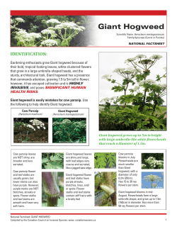 Giant Hogweed - Invasive Species Council of BC