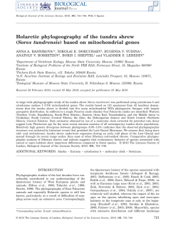 Holarctic phylogeography of the tundra shrew (Sorex tundrensis