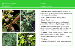 Buckthorn, Common - MD of Wainwright