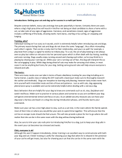 Introductions: Setting your cat and dog up for success in a multi