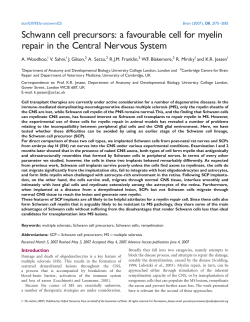 Schwann cell precursors: a favourable cell for myelin repair