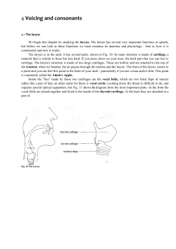 4 Voicing and consonants