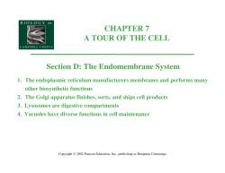 CHAPTER 7 A TOUR OF THE CELL Section D: The Endomembrane