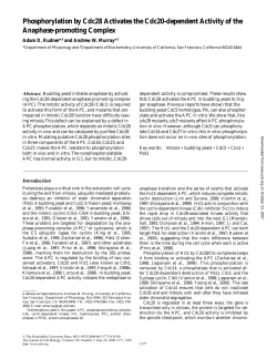 Phosphorylation by Cdc28 Activates the Cdc20
