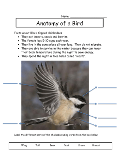 Post Visit Resource - Winter Birds
