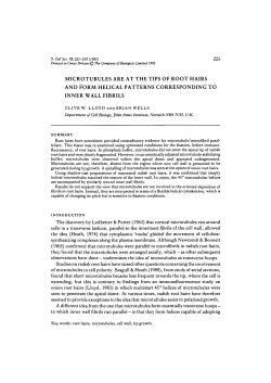microtubules are at the tips of root hairs and &pound;orm helical patterns