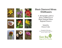 Black Diamond Mines Wildflowers - East Bay Regional Park District