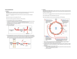 Cellular Respiration Steps