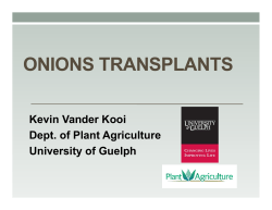 Off to the best start: Production of high quality onion plug transplants