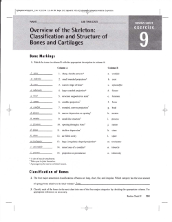 Classlflcatlon of Bones