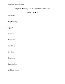 Phylum Arthropoda, Class Malacostracan: the Crayfish