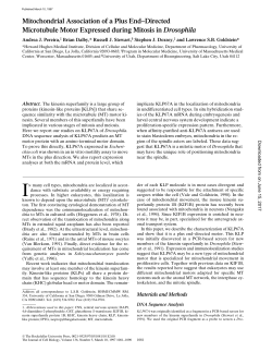 Mitochondrial Association of a Plus End&ndash;Directed Microtubule Motor
