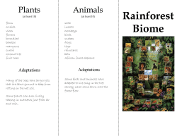 Rainforest Biome