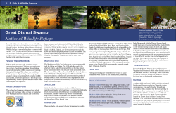 Dismal Swamp flyer