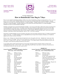 How to Housebreak Your Dog in 7 Days