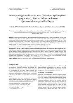 Monocystis apporectodae sp. nov. (Protozoa: Apicomplexa