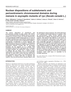 Tracking meiosis in asynaptic rye - Journal of Cell Science