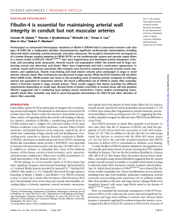 Fibulin-4 is essential for maintaining arterial wall integrity in conduit